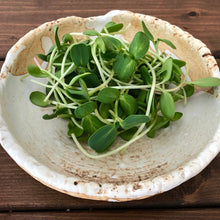 Sunflower Shoots